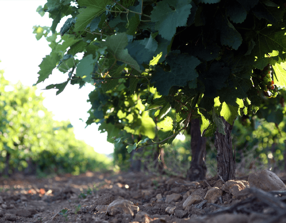 Domaine Preignes le Vieux